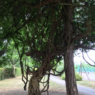 Funny tree inside Victoria Park