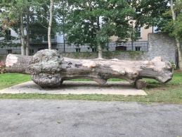 A big tree trunk near the entrance of the Park