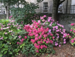 All around the main entrance of the Tralee Town park are lots of hydrangea bushes