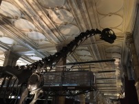 Camarasaurus (Kam-are-ah-sore-us) - a relative of the much slimmer Diplodocus