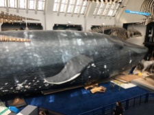 The big blue whale!