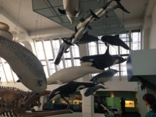 Some of the finest sea animals hanging from the ceiling