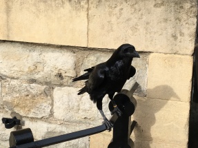 The Ravens of the Tower of London are beautiful and really big