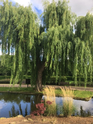 A beautiful weeping willow located next to the pond